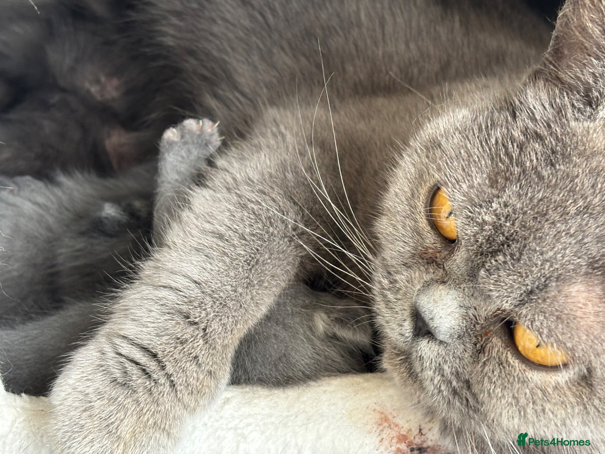 British Shorthair cats for sale: Beautiful family of stunning BSH and Blue - Advert 7