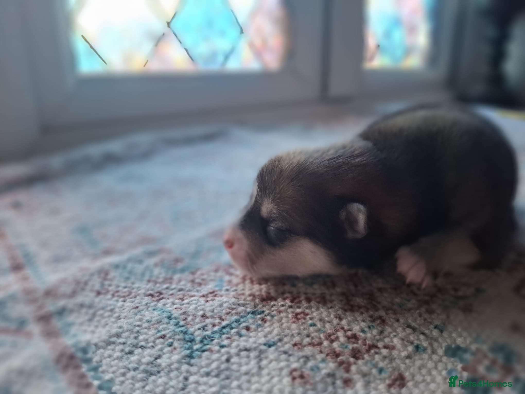 Pomsky dogs for sale: Beautiful Pomsky Puppies 3 Girls & 1 Boy Available in Carlisle - Advert 6