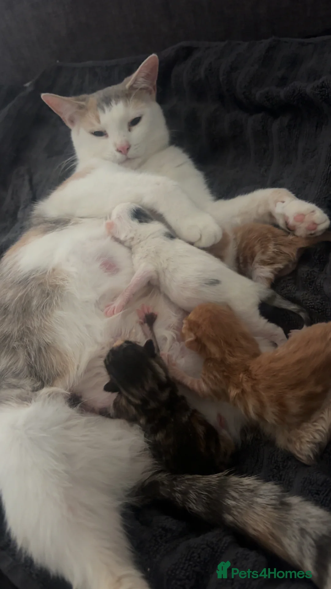 Mixed Breed cats for sale: Stunning kittens  - Advert 1