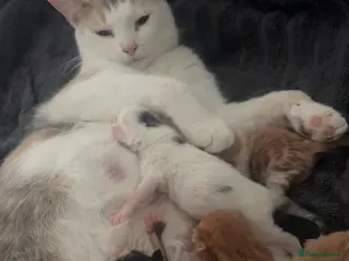 Mixed Breed cats Stunning kittens - Advert 1