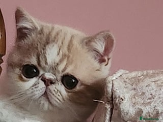 Exotic cats OUTSTANDING QUALITY EXOTIC KITTENS - Advert 4