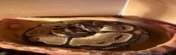 Python Snake reptiles for sale: Royal python in Morecambe - Advert 4