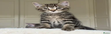 Tabby Boy (2)