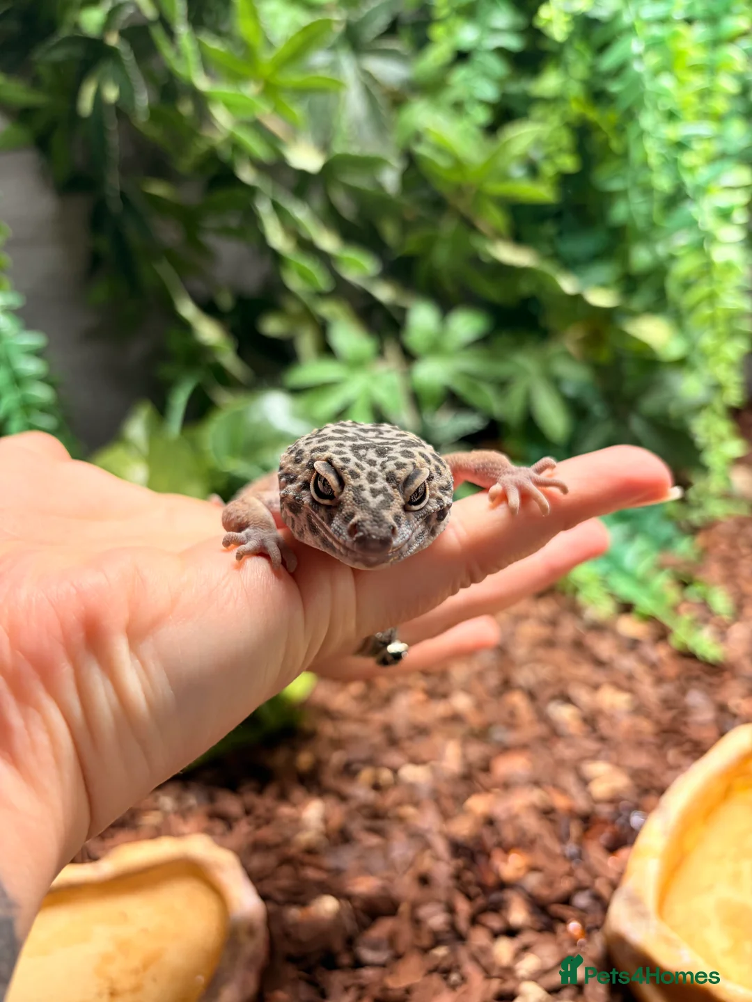 Gecko reptiles for sale: Four leopard geckos & large vivarium set up - Advert 8