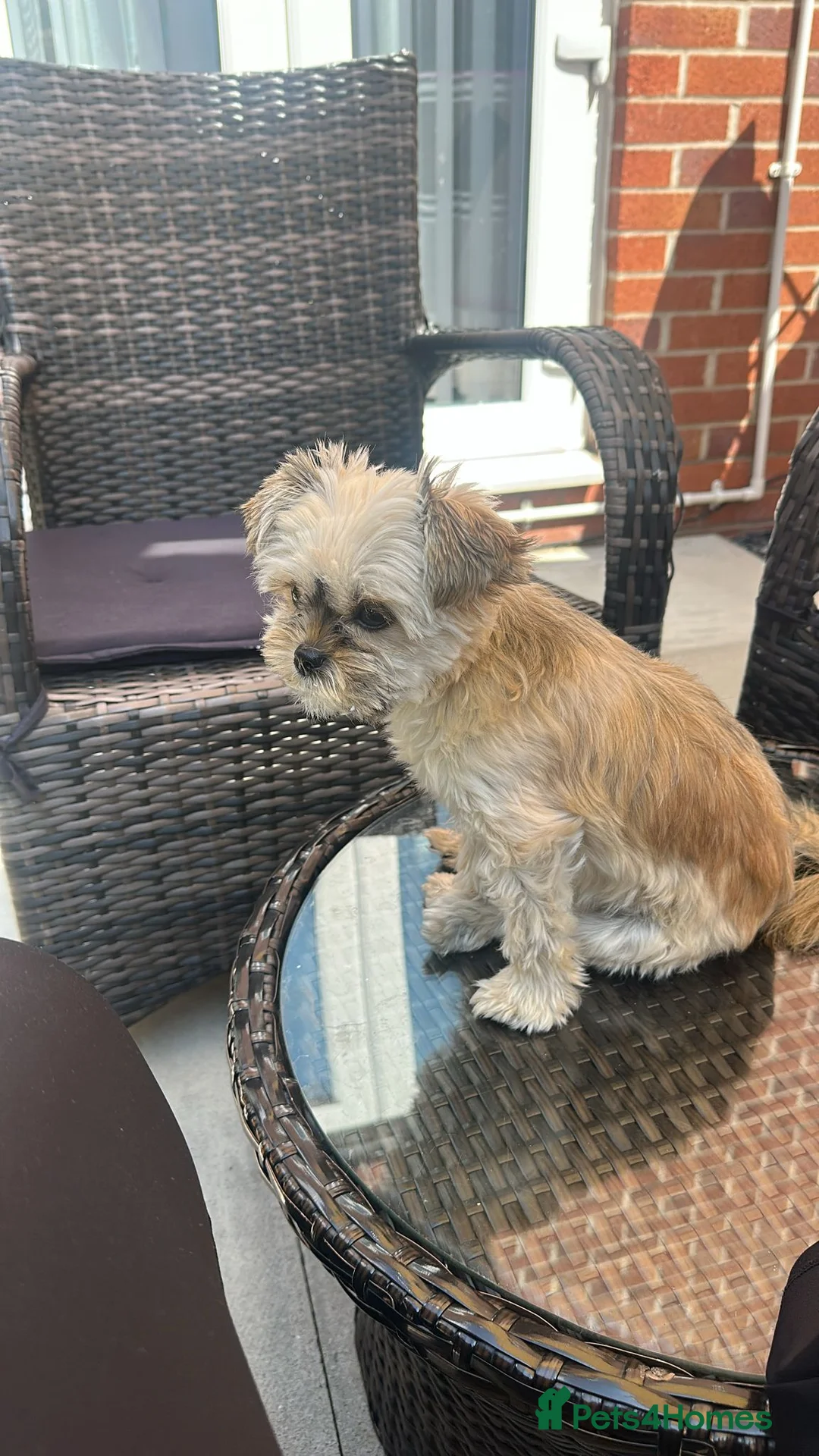 Mixed Breed dogs for stud: I'm looking for a partner Yorkie for my Cookie. - Advert 2