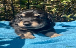 Miniature Dachshund dogs for sale: KC reg Long haired Mini boy - Image 5