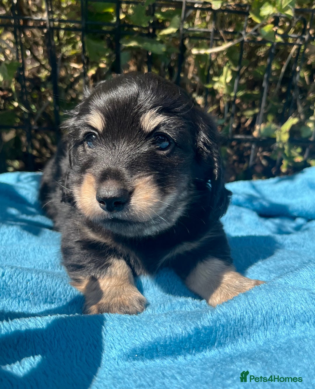 Miniature Dachshund dogs for sale: KC reg Long haired Mini boy - Image 5