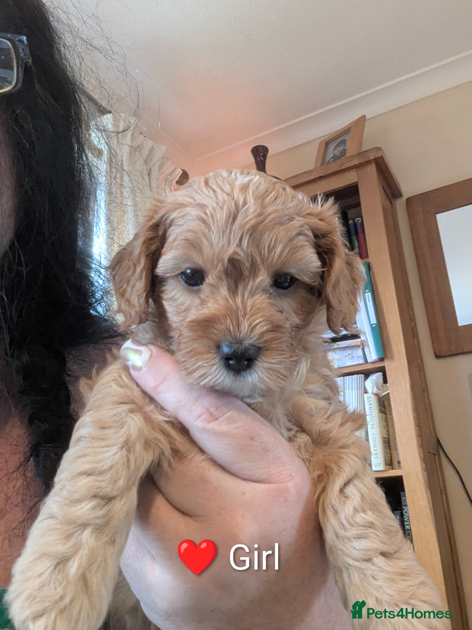 Cavapoo dogs Toy/Small Cavapoo Puppies – Ready Soon 🐾 4💙 2🩷 - Advert 3