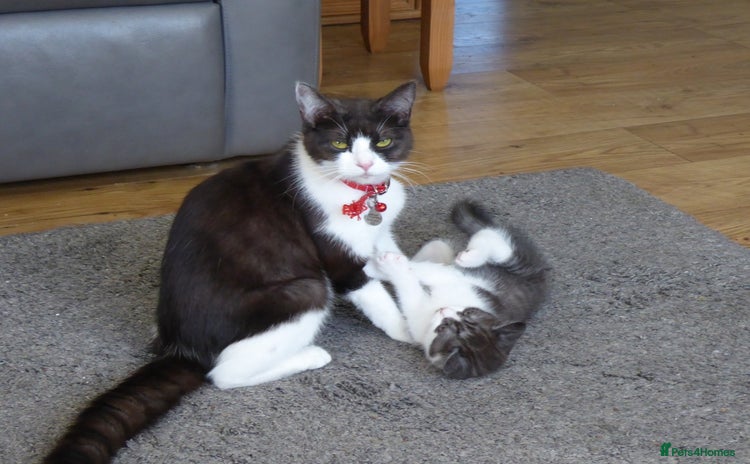 Mixed Breed cats - Advert 1