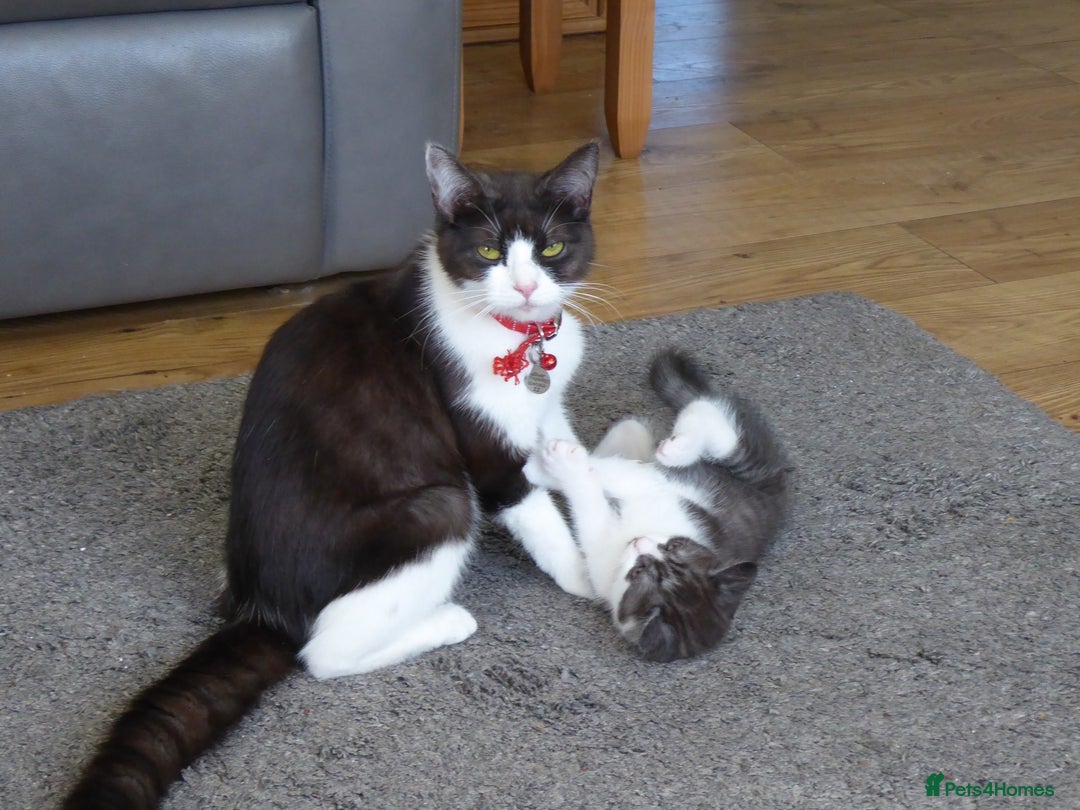 Mixed Breed cats for sale: British shorthaired mixed breed kittens - Image 1