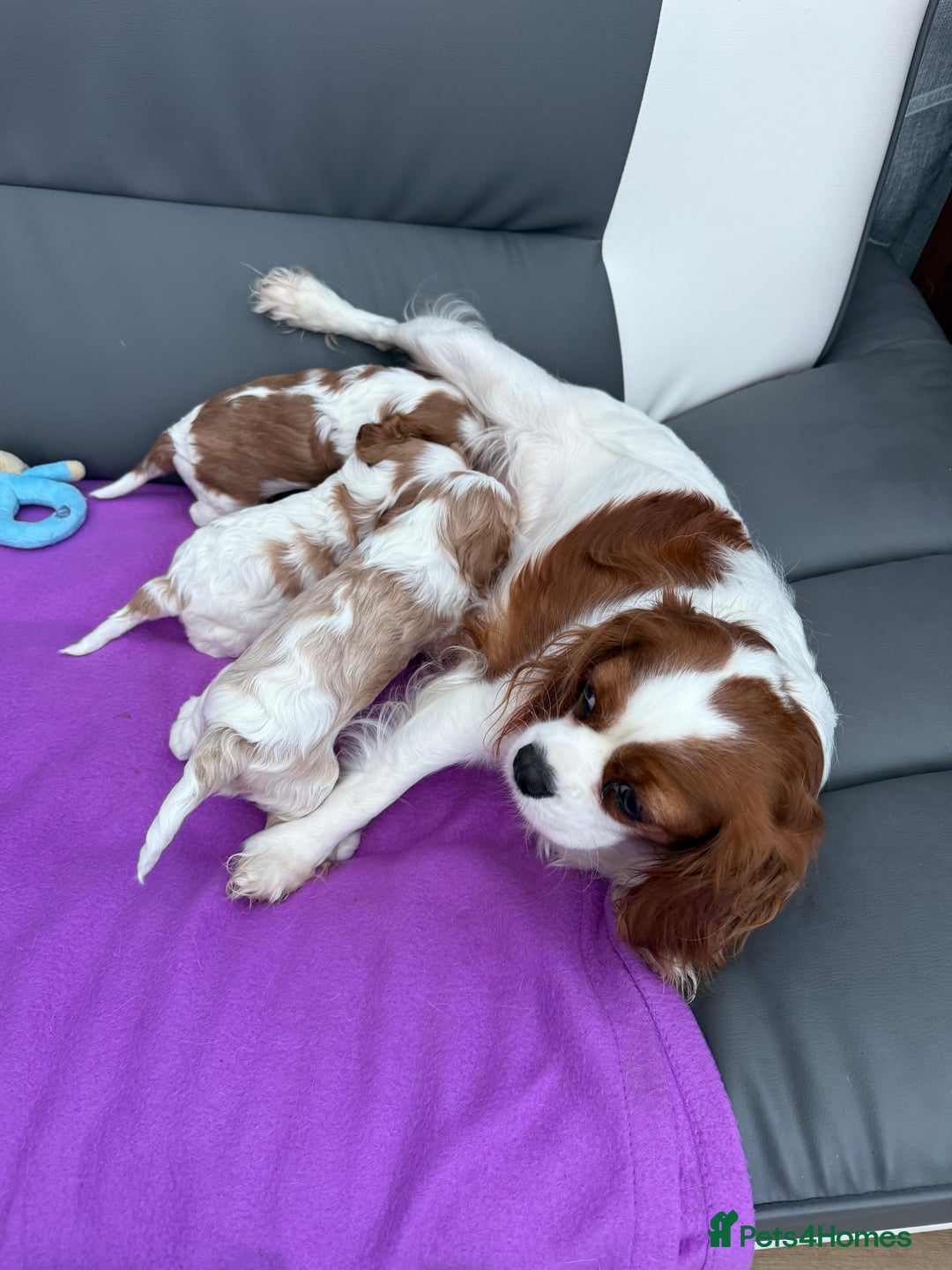 Cavalier King Charles Spaniel dogs for sale: Adorable Cavalier King Charles Spaniel  - Advert 18