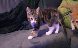 Mixed Breed cats for sale: Beautiful Kittens  - Image 6
