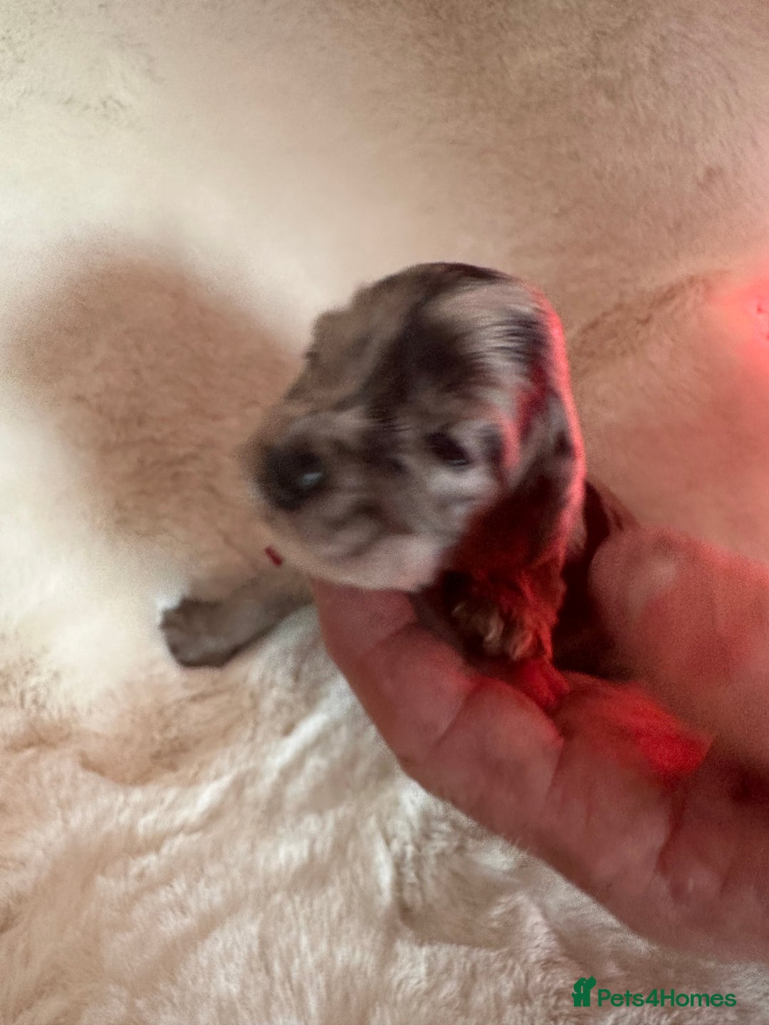 Cockapoo dogs for sale: Beautiful cockapoo puppies delivery possible - Image 26