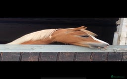 Welsh Section A horses for sale: 4 yr old welsh sec A filly - Image 7