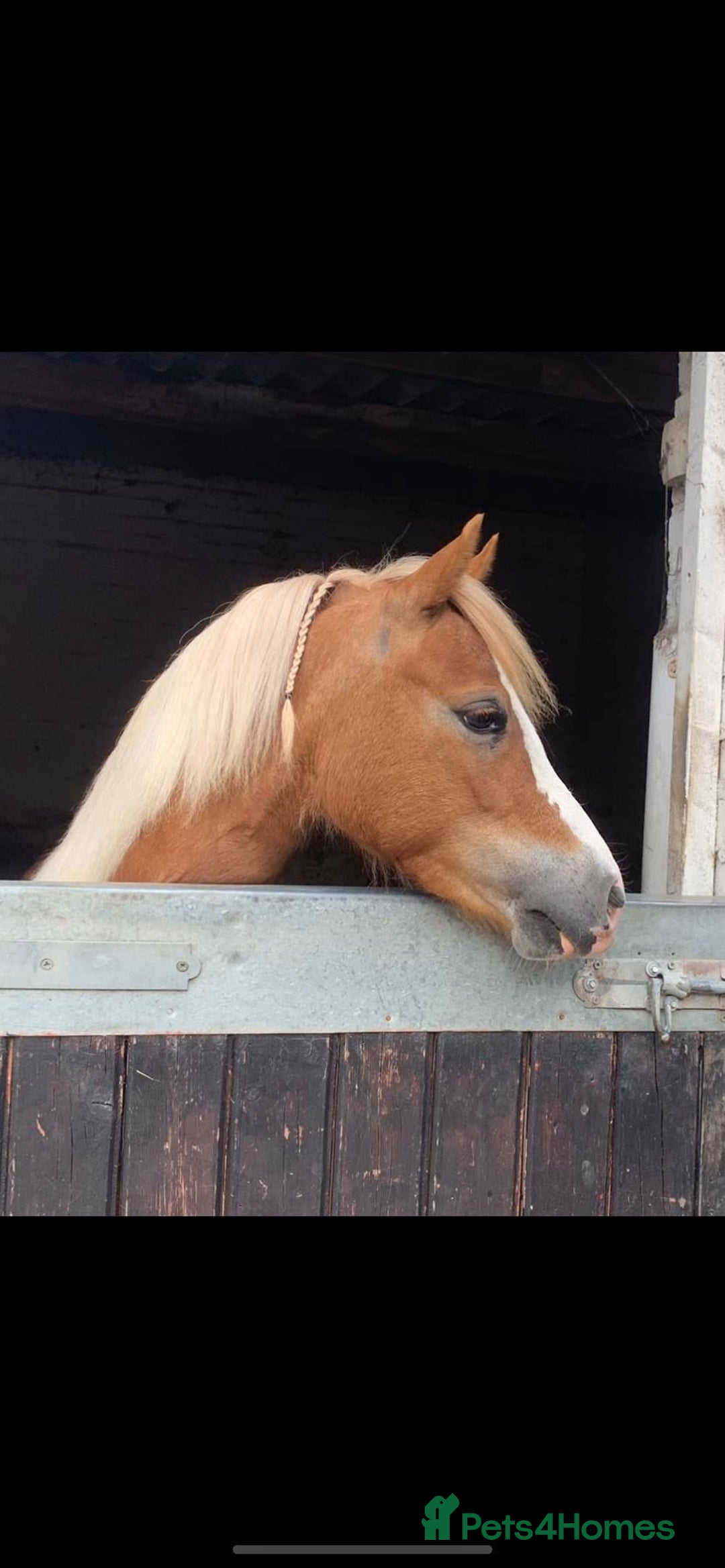 Welsh Section A horses for sale: 4 yr old welsh sec A filly - Image 7