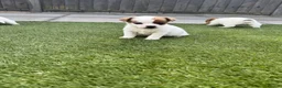 Jack Russell dogs for sale: Jack russel - Advert 7
