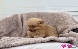 Pomeranian dogs for sale: Pomeranian - Image 4