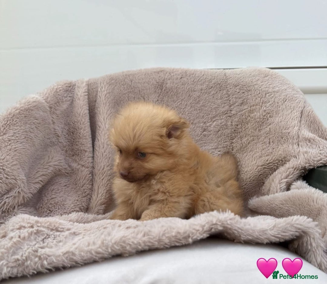 Pomeranian dogs for sale: Pomeranian - Image 4