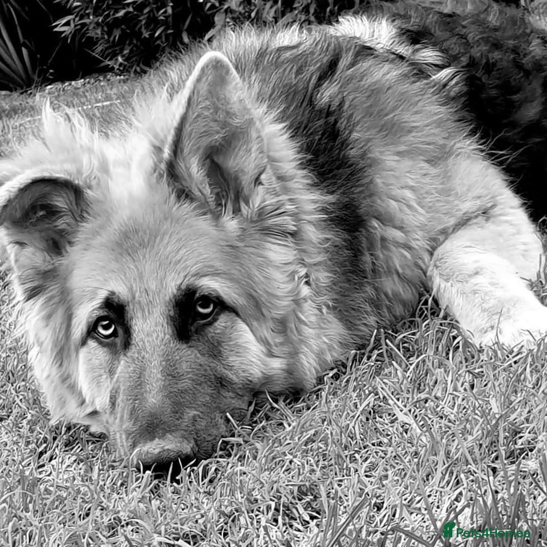 German Shepherd dogs for sale: 5* home needed - Advert 2