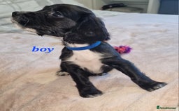 Sprocker dogs for sale: Sprocker puppies  - Image 2