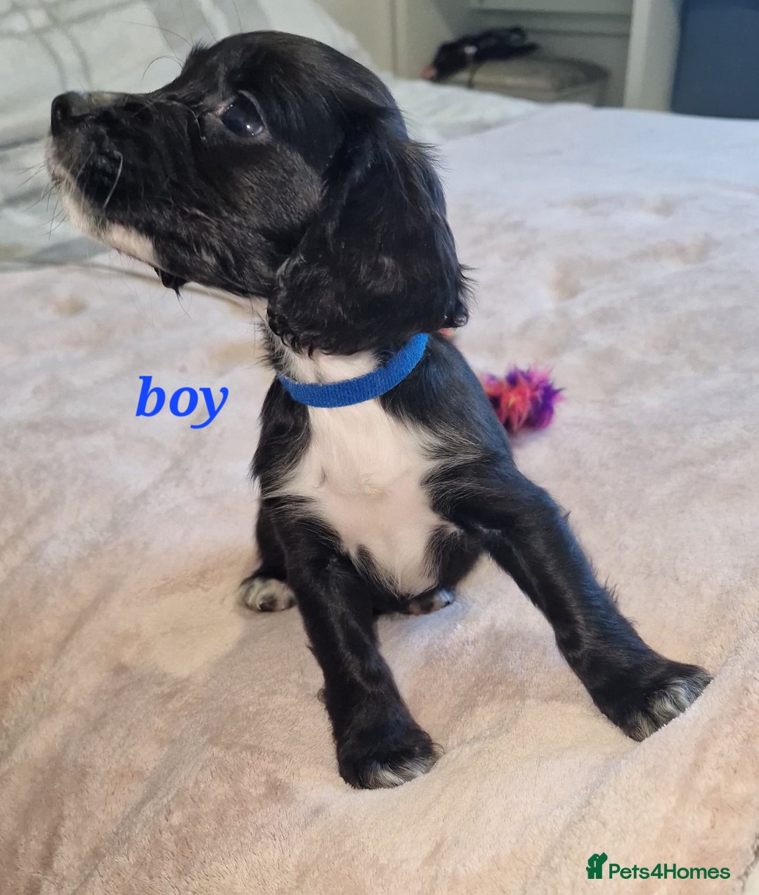 Sprocker dogs for sale: Sprocker puppies  - Image 2