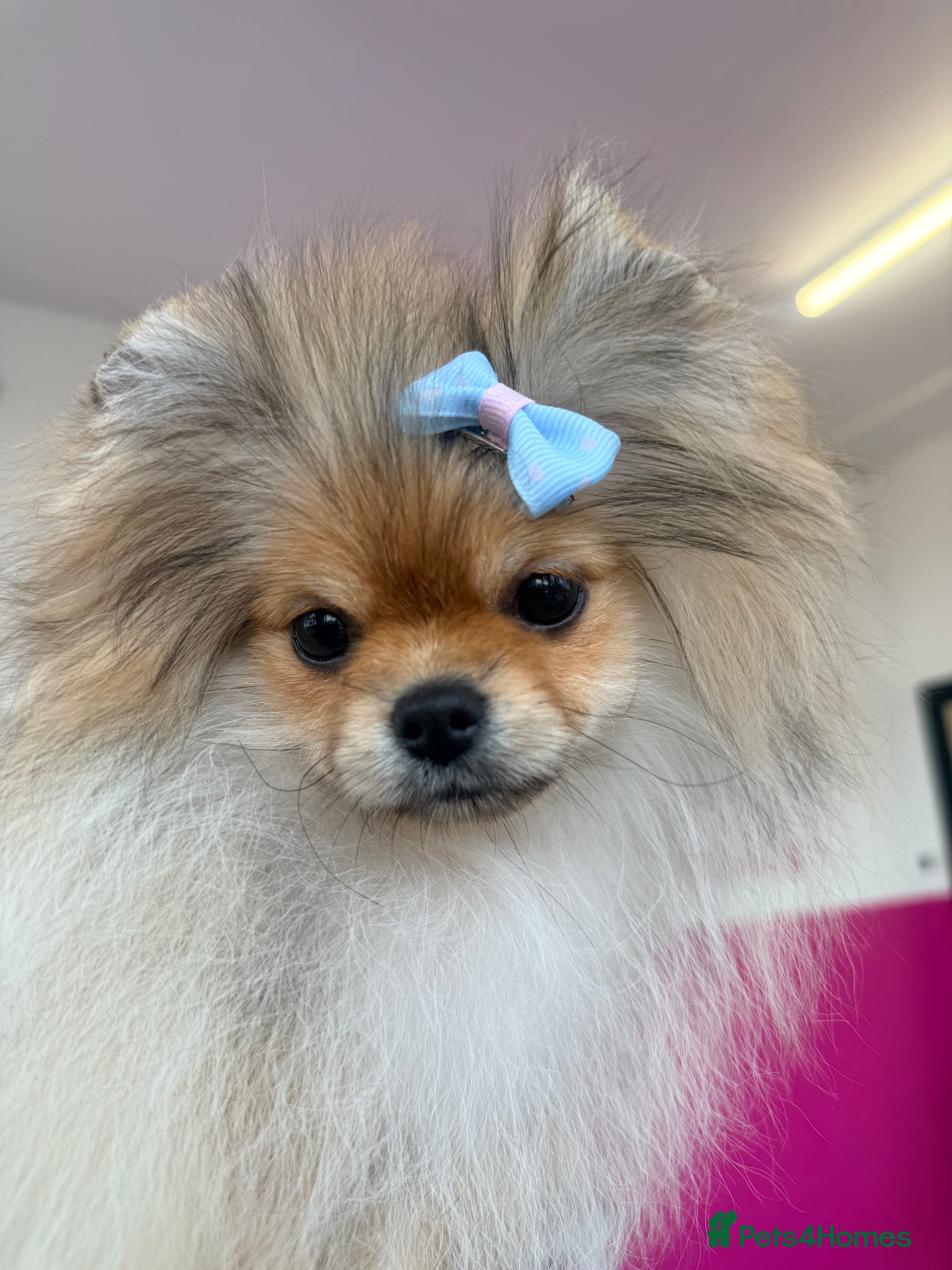 Pomeranian dogs Orange sable 😍🧸🤎✨ - Advert 5