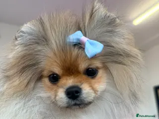 Pomeranian dogs Orange sable 😍🧸🤎✨ - Advert 5
