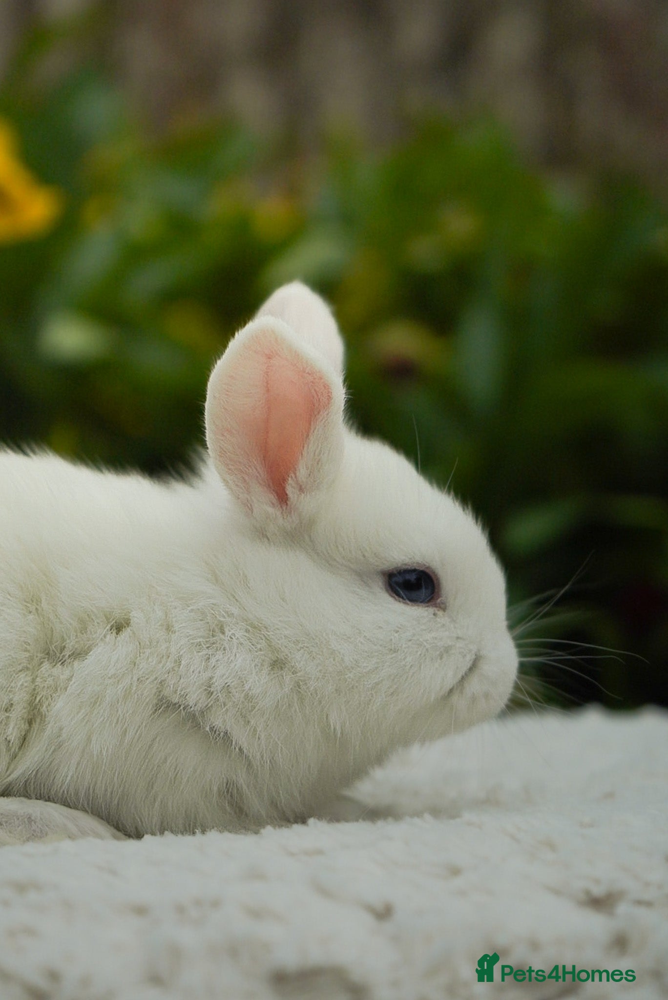 Mixed Breed rabbits for sale: Gen 1 plushy’s (mini Rex x mini lop) - Advert 3