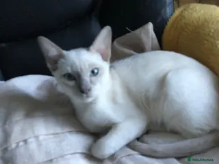 Tonkinese cats One boy, one girl beautiful Tonkinese kittens - Advert 2
