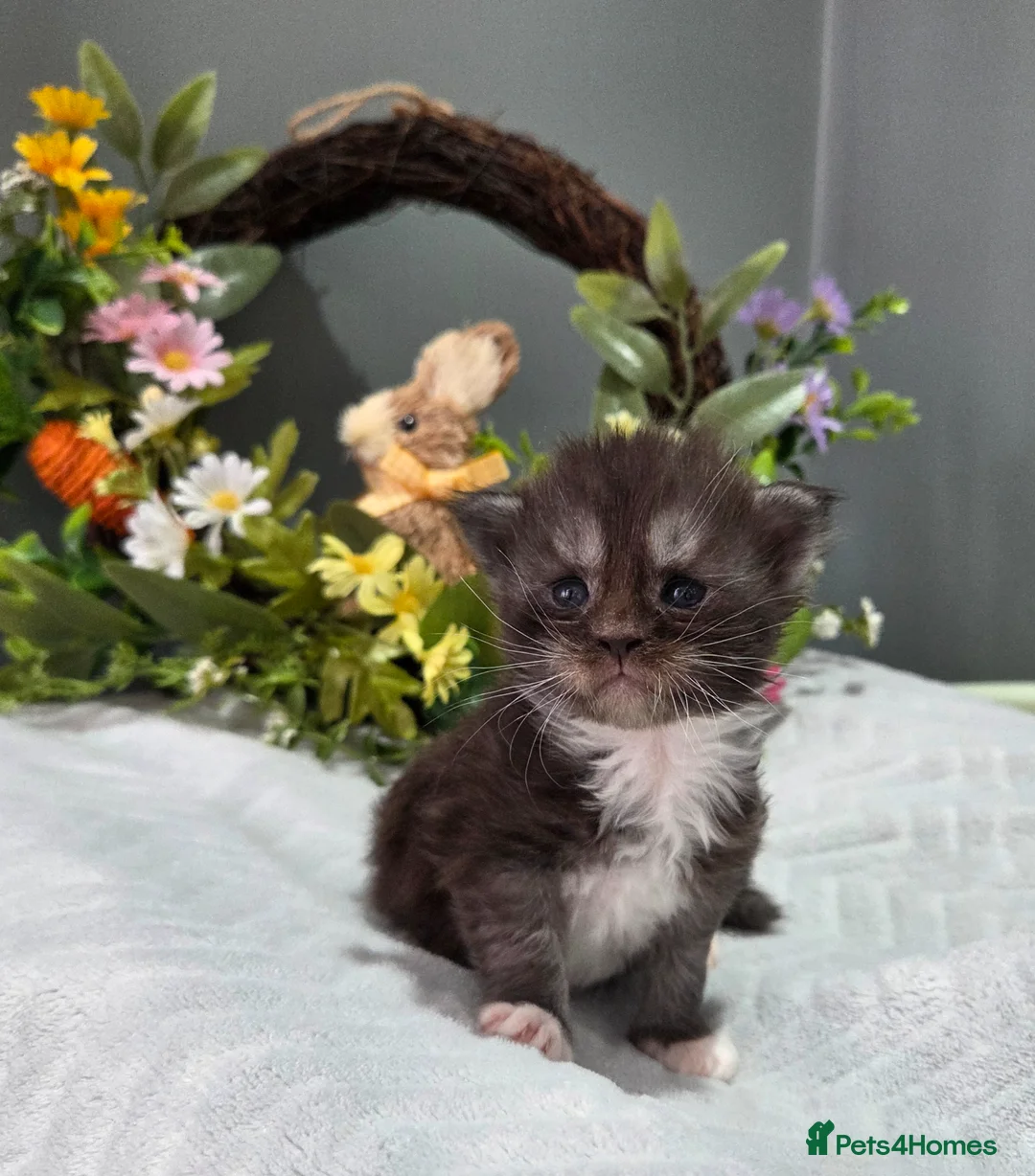 Maine Coon cats for sale: Imported champion line kittens - Advert 13