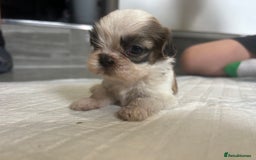 Shih Tzu dogs for sale: Beautiful litter of Shih tzu puppy’s  - Image 13
