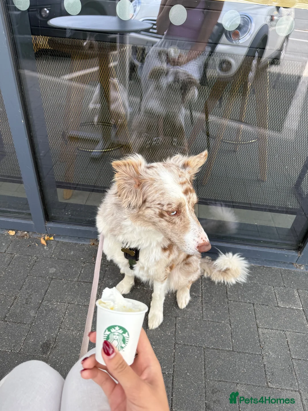 Border Collie dogs for sale: Red merle border collie - Advert 2
