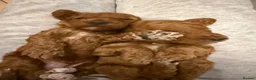 Cockapoo dogs for sale: Adorable cockapoo pups - Advert 7