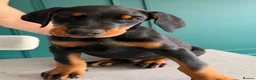 Dobermann dogs for sale: 2 LEFT,READY NOW,BEAUTIFUL DOBERMAN PUPPIES - Advert 4
