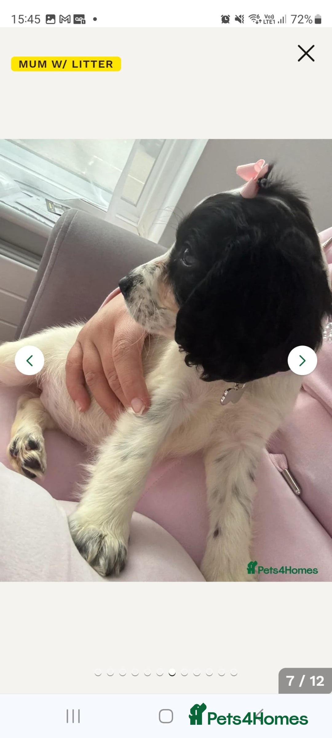 Cocker Spaniel dogs for sale: Black and white female cocker spaniel  - Image 1