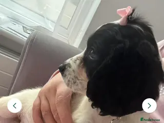 Cocker Spaniel dogs Black and white female cocker spaniel - Advert 1