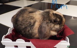 Mini Lop rabbits for sale: Adorable Purebred Mini Lop Babies - Image 19