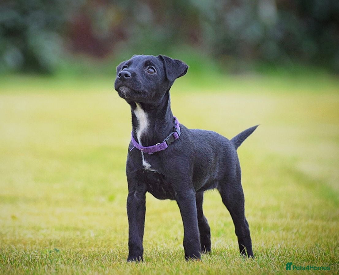 Patterjack dogs Last girl READY NOW! 5⭐️licensed breeders - Advert 1