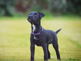 Patterjack dogs Last girl READY NOW! 5⭐️licensed breeders - Advert 11