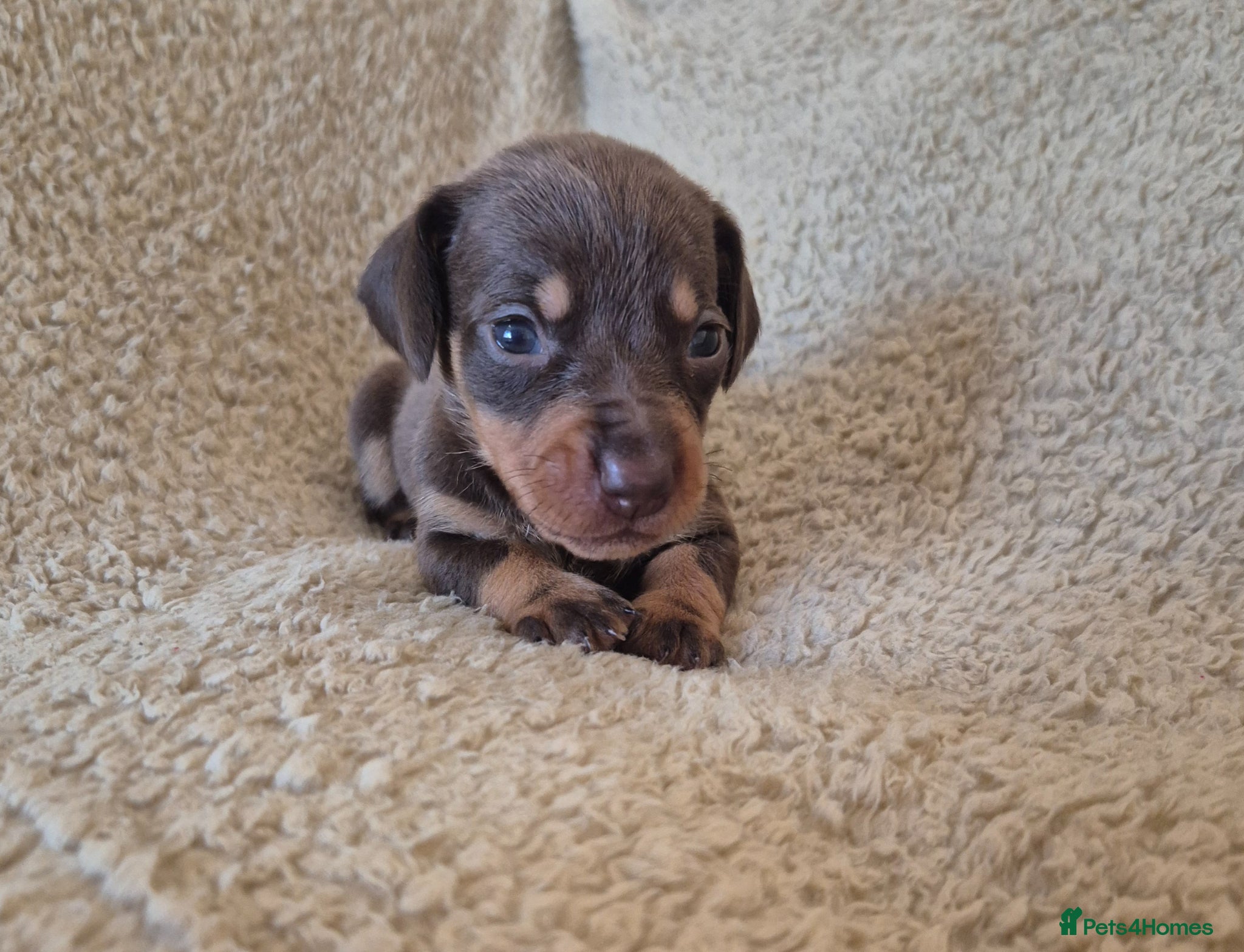 Miniature Dachshund dogs Miniature dachshund puppies - Advert 2