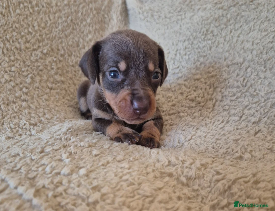 Miniature Dachshund dogs for sale: Miniature dachshund puppies(6 available) - Advert 2