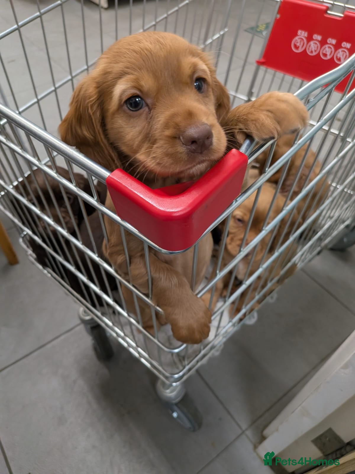 Cocker Spaniel dogs 1 RED FEMALE KC DNA CLEAR PUP  - Advert 2