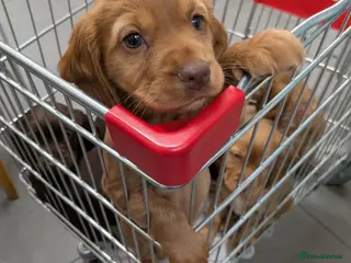 Cocker Spaniel dogs 1 RED FEMALE KC DNA CLEAR PUP - Advert 2