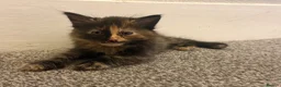 Mixed Breed cats for sale: Half Maine-coon kittens - Advert 10