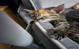Domestic Shorthair cats for sale: Kittens for sale - Image 4
