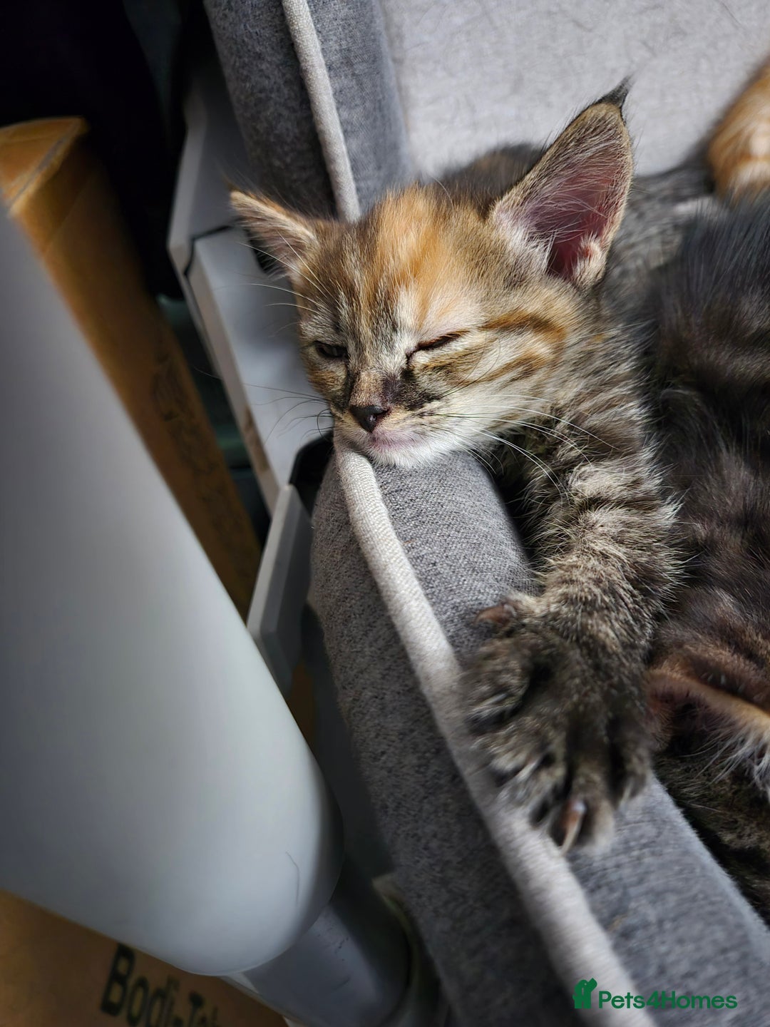 Domestic Shorthair cats for sale: Kittens for sale - Image 4