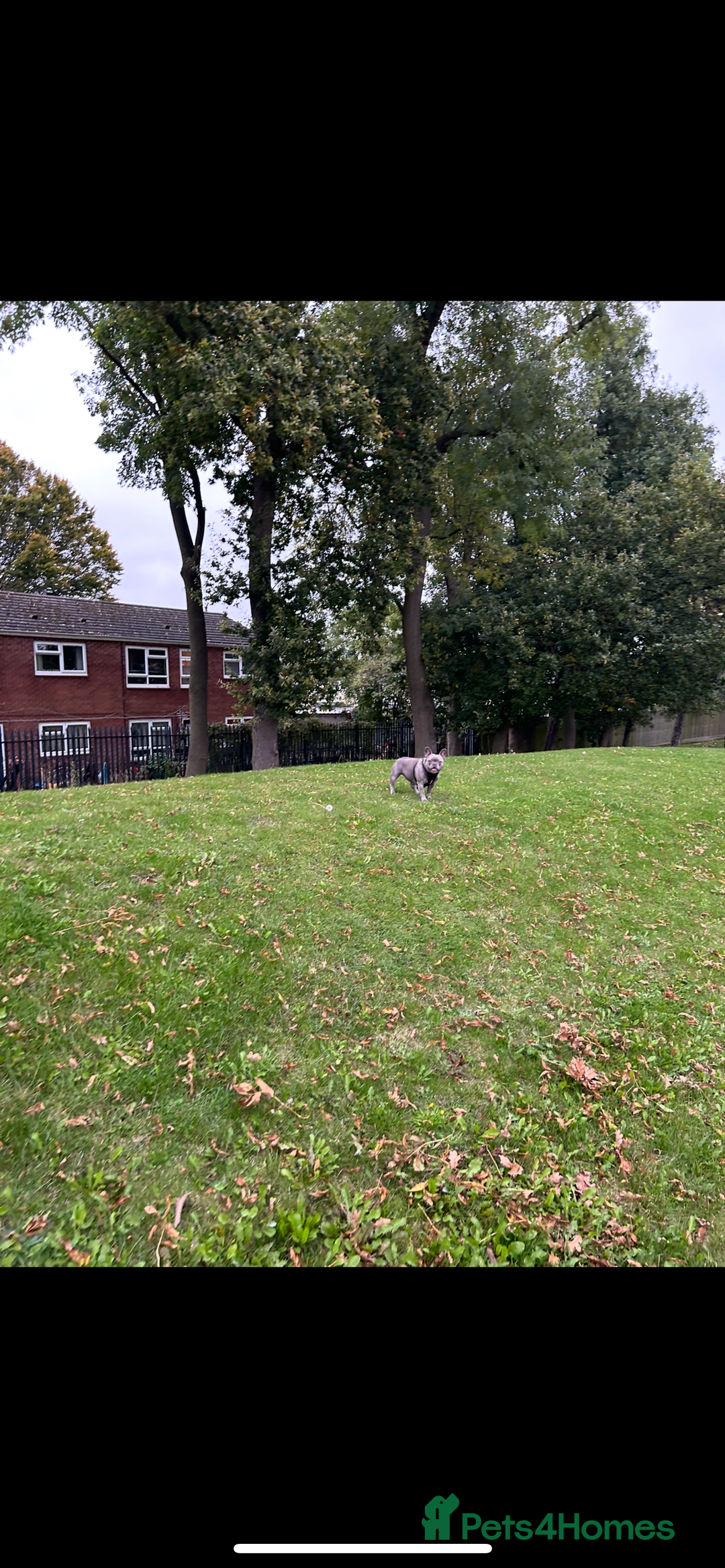French Bulldog dogs for sale: Female French bull dog - Image 3
