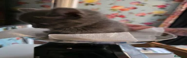 Ragdoll Kitten 2