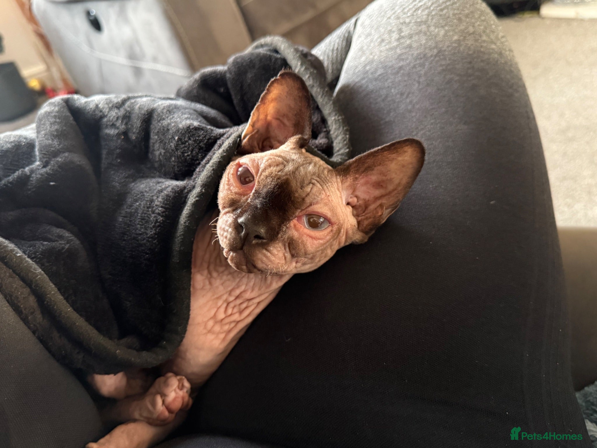 Sphynx cats Gia - Sphynx - please read add !  - Advert 1