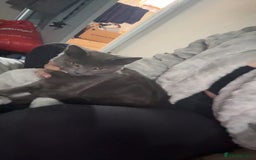 Mixed Breed cats for sale: Two cats - Image 1